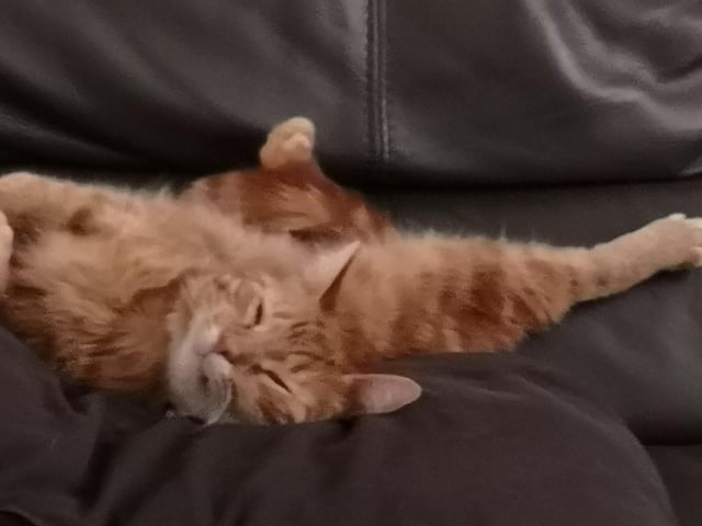 Wendy Bell's cat is taking it easy in this lovely photo SUS-210929-154619001