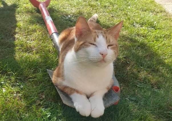 Emma Marshall shared this hilarious picture of her pusscat helping out in the garden SUS-210929-154408001