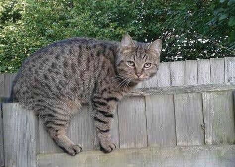 Gill Farrington sent this and writes: "Thomas went to play with a neighbour's cat like he always does only to find his friend ignoring him as he had another cat friend visiting." SUS-210929-161223001