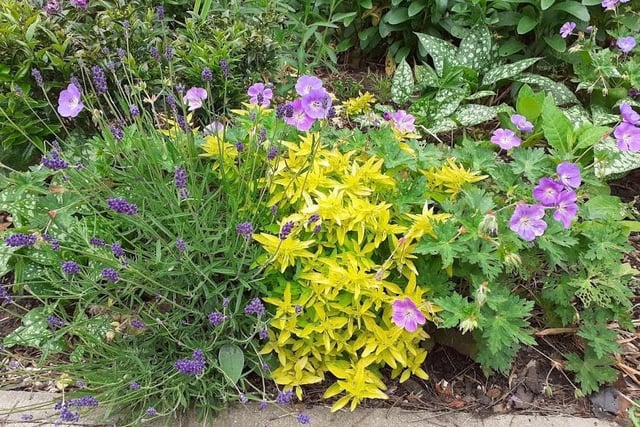Lavender geranium and golden oregano grown in Chase Meadow by the Community Gardeners group.