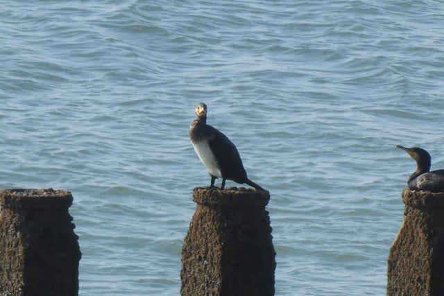 Mark Feeney snapped this cormorant looking straight at the camera on the seafront at Meads, using a  Panasonic Lumix DMC-T270 camera. SUS-210510-102019001