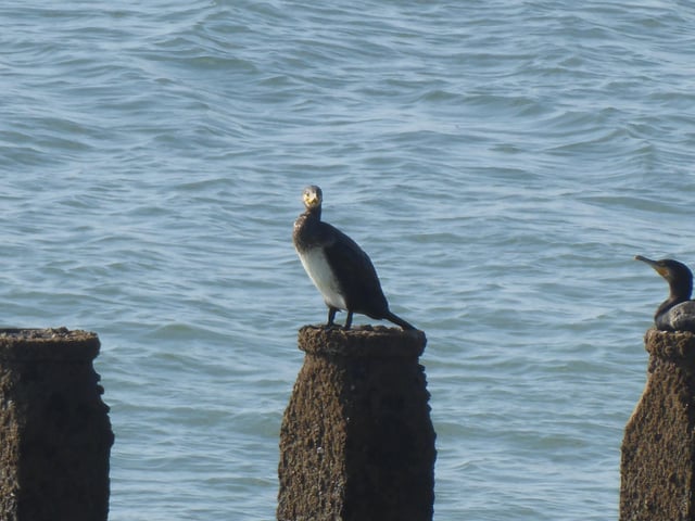 Mark Feeney snapped this cormorant looking straight at the camera on the seafront at Meads, using a  Panasonic Lumix DMC-T270 camera. SUS-210510-102019001