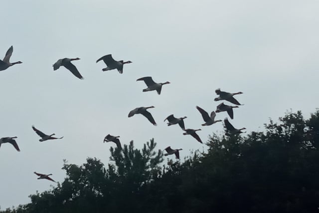 Canada geese take flight over Cross Levels Way. Picture taken by Kelvin Luscombe, using a Sony Xperia. SUS-210510-103259001