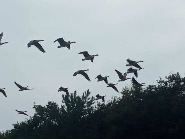 Canada geese take flight over Cross Levels Way. Picture taken by Kelvin Luscombe, using a Sony Xperia. SUS-210510-103259001