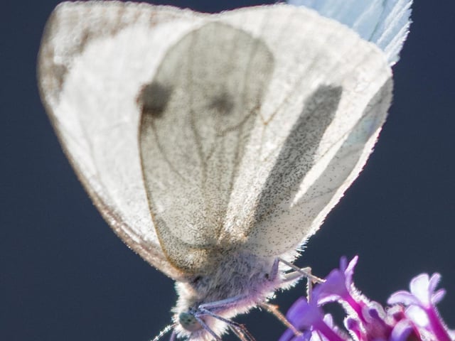 Cabbage white butterfly, by Bob Beaney. SUS-210510-104559001