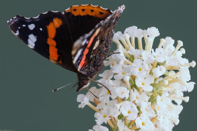 Red admiral butterfly, by Bob Beaney. SUS-210510-104811001