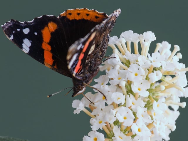 Red admiral butterfly, by Bob Beaney. SUS-210510-104811001