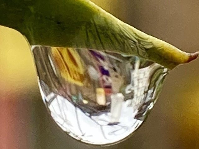 After the rain, taken by Anne Norton with an iPhone SE. SUS-210510-105224001