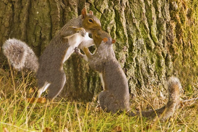 "A pair of amorous squirrels in a clinch, female has eyes closed, a bit of wonder in these  uncertain times," said Paul Lindley, who took this photograph in Hampden Park. SUS-210510-105421001