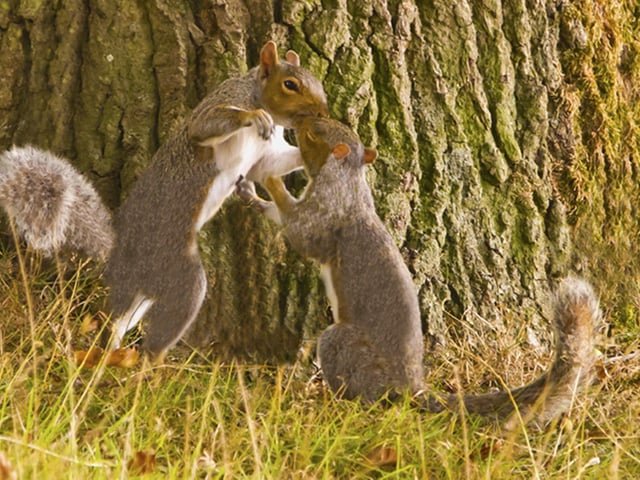"A pair of amorous squirrels in a clinch, female has eyes closed, a bit of wonder in these  uncertain times," said Paul Lindley, who took this photograph in Hampden Park. SUS-210510-105421001