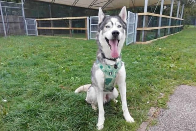 Meet our beautiful boy Reggie. Reggie came to us from a RSPCA branch after needing some more structured training. After being assessed by our team and taking some time to learn how to behave, we are happy to try find him his forever home! Reggie does have an eye condition that can be discussed further with the veterinary team.
Reggie is looking for a home with Husky experience as he has bundles of energy, high prey drive and loves to sing. He is an incredibly loving boy who has plenty of sass and that typical husky dramatic personality.
We are looking for a home with no other pets for Reggie as he requires a lot of attention, although he is sociable with other dogs. Reggie will need an adult only home, although we could consider homes with children aged 16+. This would be based on introductions made at the centre.