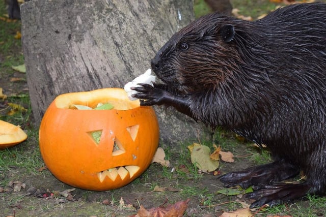It's not just the animals enjoying Halloween at Drusillas - the park's annual Shriek Week is back from October 23 to 31.