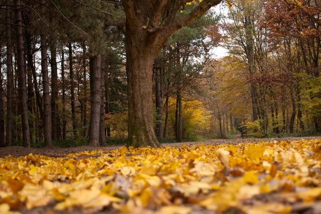 Talk to the children about the changing seasons and enjoy the autumn colours. Take a picnic and splash in some puddles. Abbot's Wood, Friston Forest or Hampden Park are all good choices locally. Picture by Steve Muddell