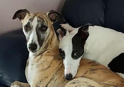 Lynn Gallerey - My Mick and Deano. They are just special cheeky whippets who deserve the best.