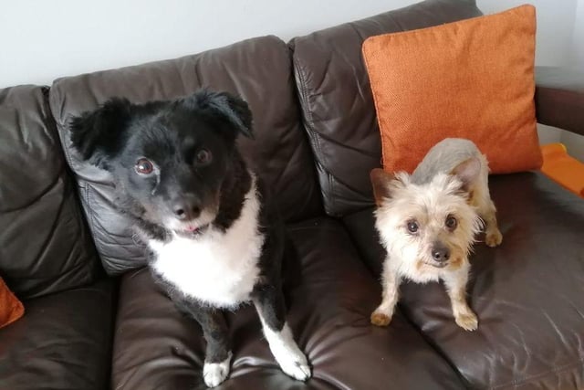 Kadine Houston: "My two gorgeous girls. Kama left.. She is our rescue. Nala to the right.. We lost her in June and she was only six. We miss her so so much. The two best dogs who are brilliant with my one-year-old daughter. She still runs about shouting Nala."