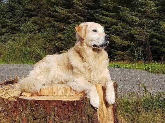 Ruth Wilson: "My 12-year-old Golden Retriever Sunny looking majestic in Ballyboley Forest."