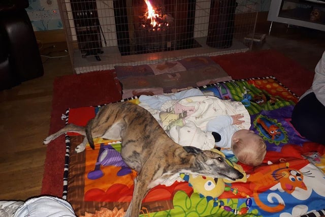 Julie White; " This is my eight-year-old whippet Lucy with her human baby brother three years ago this girl knew I was pregnant twice before I did and she's the best babysitter in the world."