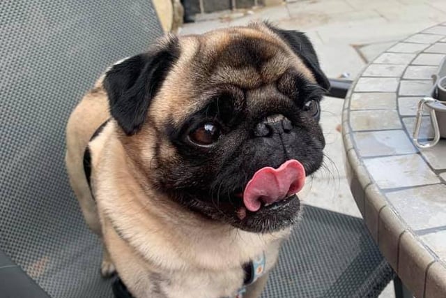 Hollye Hamilton: "Our little pug Charlie! He is just the best boy! Here he is enjoying a lovely day out at Antrim Castle. He didn’t leave my side during lockdown and when I was working from home he really did help get me through each day- the best work buddy I could have asked for."
