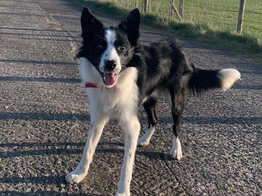 Hollye Hamilton: "This is Cooper our two-year-old border collie! We rehomed him a few weeks before lockdown and he certainly kept us on our toes throughout  the most handsome, hyper and clever boy you could ever meet! We would be lost without him."
