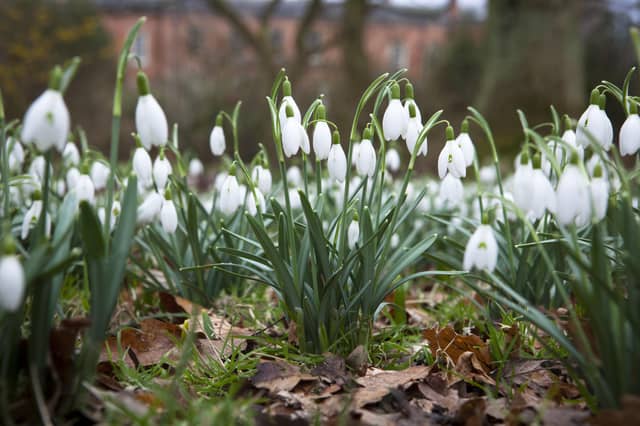 Snowdrops