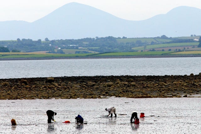 Worm digging outside Newtownards, Co Down, with the Mourne Mountains in the background in July 2002. Picture: Gavan Caldwell/News Letter archives