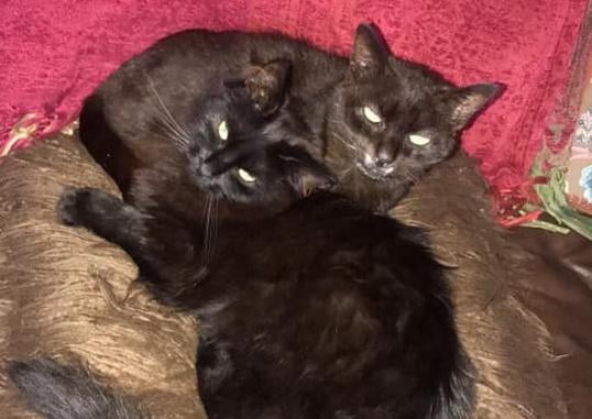 Jackie Harvey: "My two black floofs. The baby is the fluffy one, Tilly and the older rescue is Bella. As good as gold and I love them to bits."