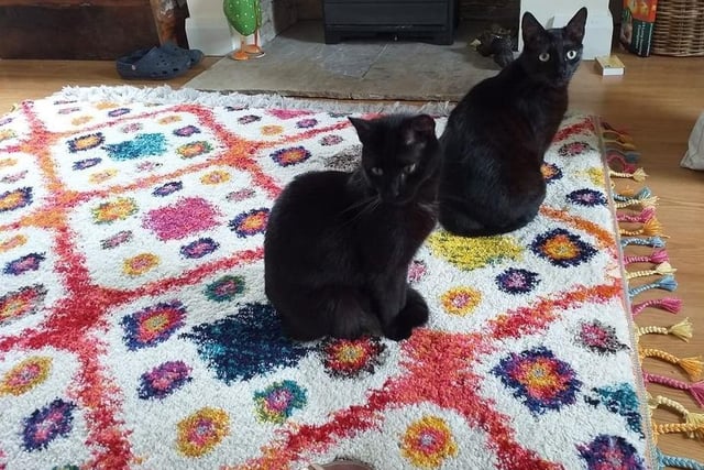 Allison Harvey: "My two black beauties Freddie and Jodie. Both rescues and both really cuddly kitties. Wouldn't be without them."