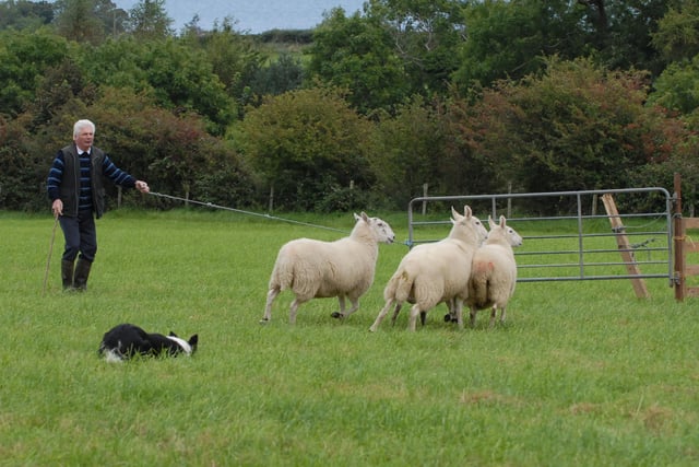 A good pen at the Cairncastle Sheepdog Society in September 2007.