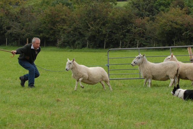 This competitor found himself with sheep that did not want to be penned at the Cairncastle Sheepdog Trials in September 2007. Picture: Larne Times archives