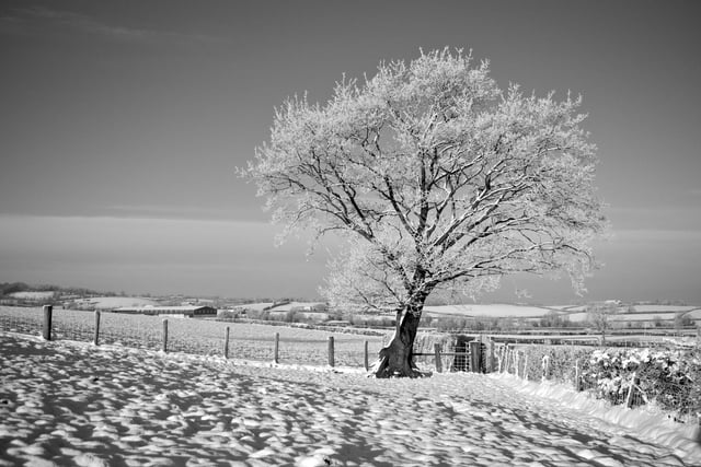 Lonely tree  Picture: Victor Hazelton