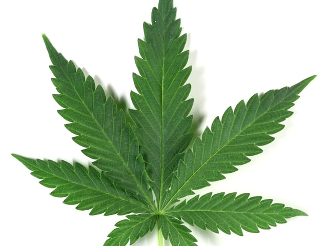 Cannabis was the most commonly used drug with almost two-thirds of clients who use drugs reporting taking it (65.2%).
This was followed by Cocaine (45.8%); Benzodiazepines (31.4%); Pregabalin (21.8%) and Ecstasy (16.2%).