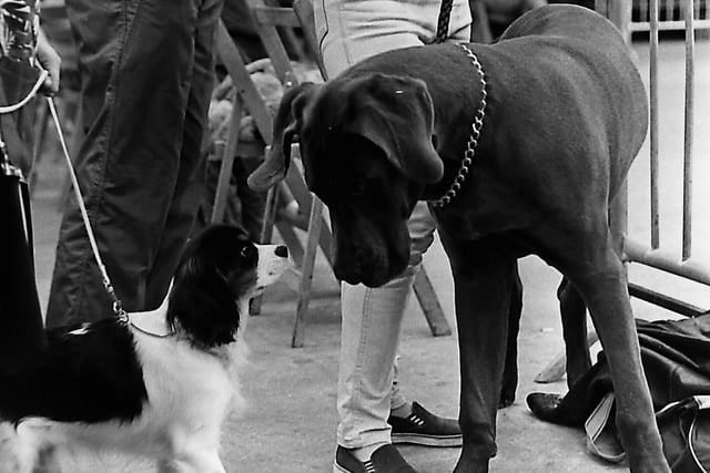 A face off between Jason, the King Charles Spaniel, and Sultan, the Great Dane, at the Belfast dog championships at Balmoral in October 1989. Picture: News Letter archives
