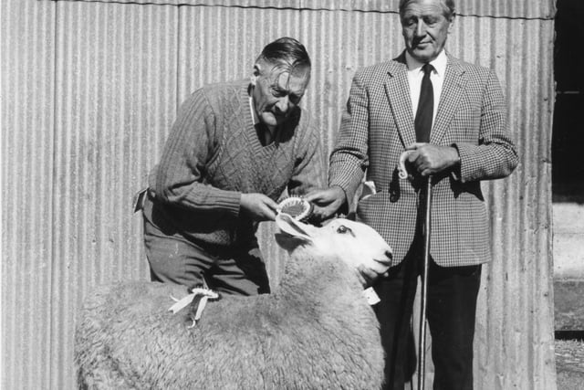 AT THE SHOW: John Agnew, Ballyfore, Ballyclare, receives the Champion Rosette from Sam Black, Portstewart, judge, for his ram lamb at the URBA Border Leicester Show held at Cullybackey Mart in the 1980s. (PICTURE: News Letter/Farming Life archives)