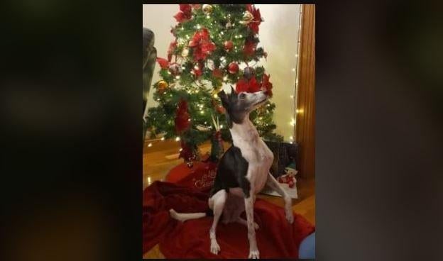 Lynsey Jane Webb McKeown - Dory Dog waiting for Santa