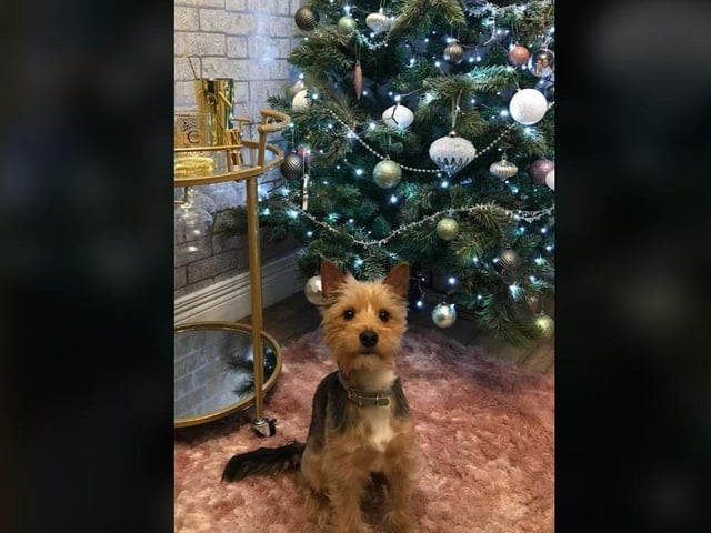 Nicole Quigley - Its my puppy Rolos 1st Christmas with us.. he has his own personalised tree decoration