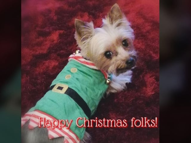 Michelle Doherty - Donnell Bailey the Elf