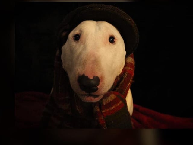 Naomi Bradley - Moon, peak cap at the ready, eager to get out for a Christmas Guinness.