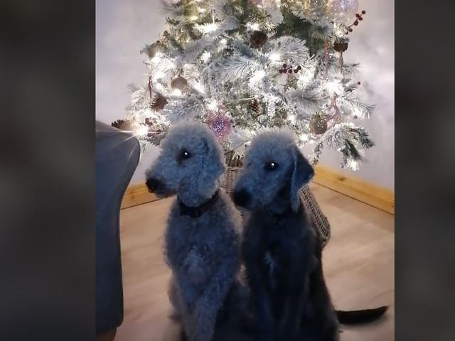 Aisling Barr - Blade & Diesel.. The most handsome Bedlington Terriers.