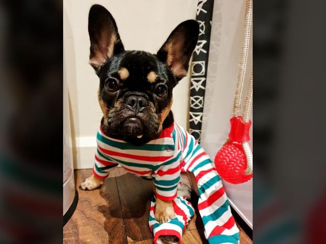 Chantelle Pearse - Péri loving her new Christmas pjs