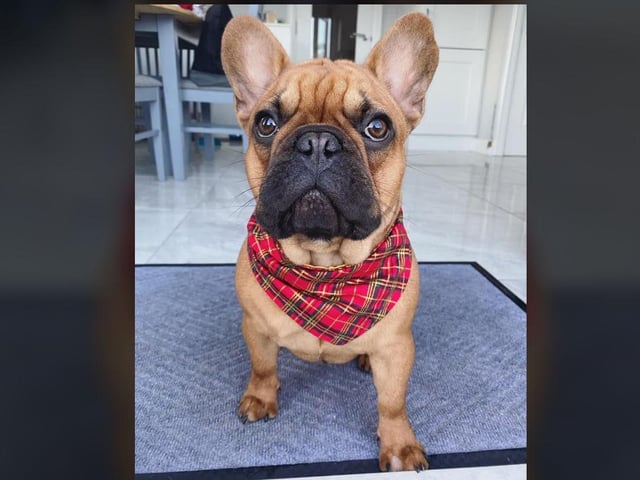 Caoimhe Hannah - Bronson in his festive gear