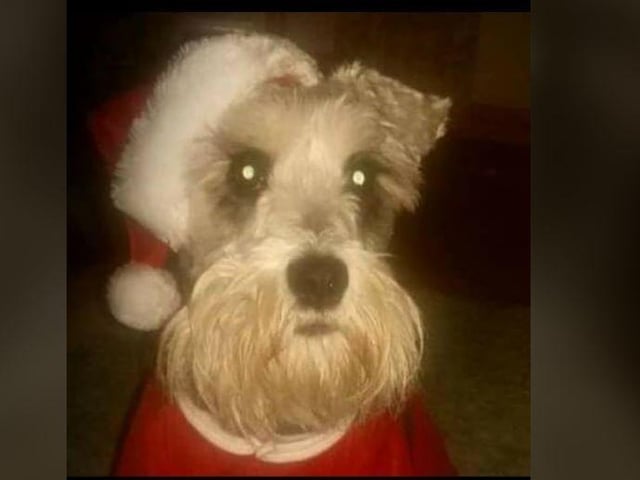 Orlaith Parkhill - Santa Paws Siofra