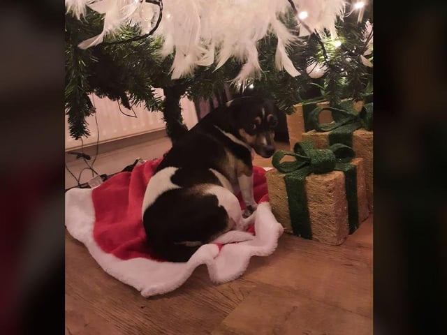 Pauline McCauley - My dog marli loves the Christmas tree. Its her favourite place.