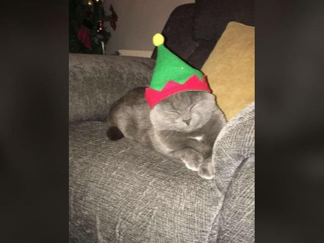 Noeleen Lynch - Misty our cat