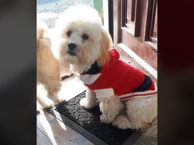 Charlotte McElwaine - Rusty all ready for Xmas