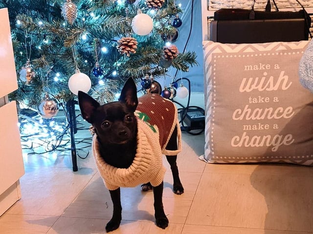 Rebecca Ward - Daisy shes my shining star always she hates her pudding jumper this year though hahah xx.