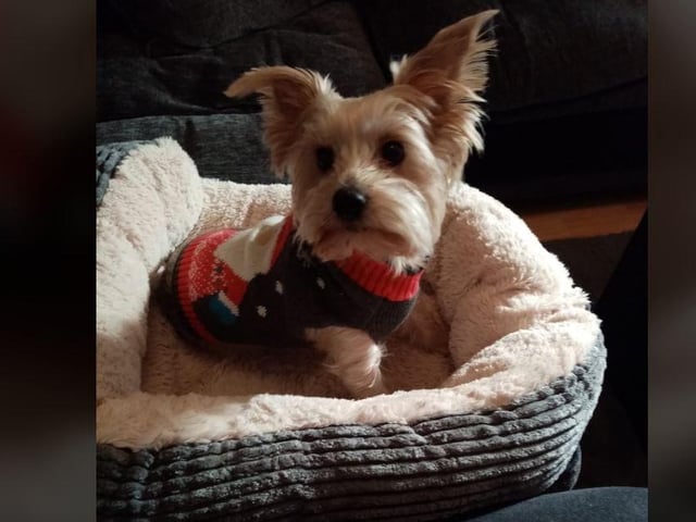 Shirley McClean - Our wee rescue dog Toby in his Christmas jumper.