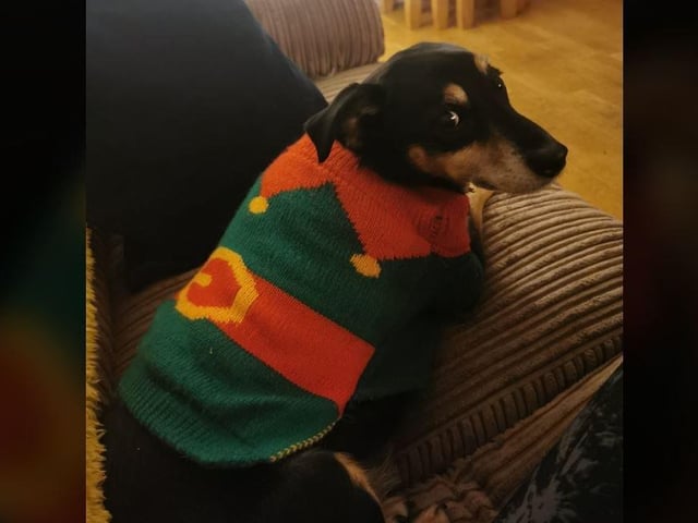 Emma McGill - My 12 year old rescue Snoop, loves his elf jumper.