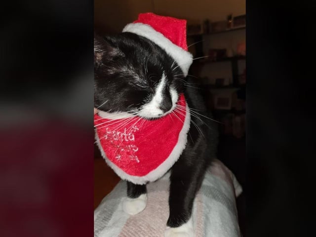 Hannah Lindahl Akesson - My rescue cat Findus in his Xmas outfit.