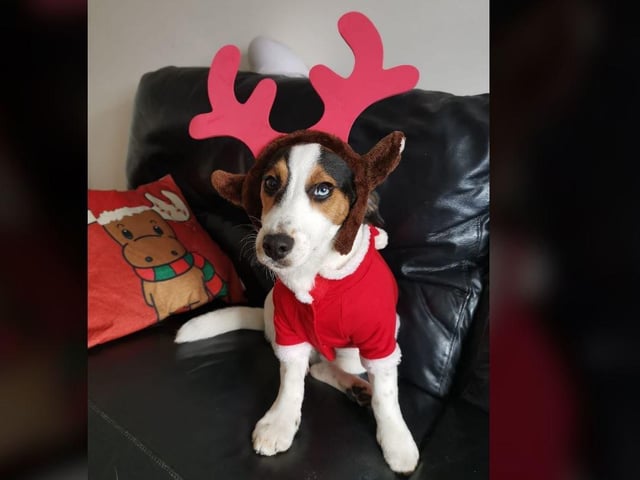 Jacqueline Ward - Azul ready for the Christmas cheer