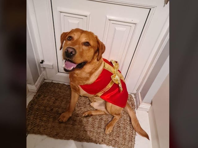 Clare Bradley - Sam the Tripawd.